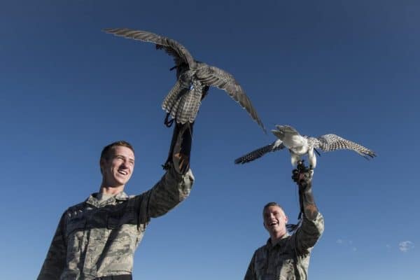 Carrier pigeons also accepted